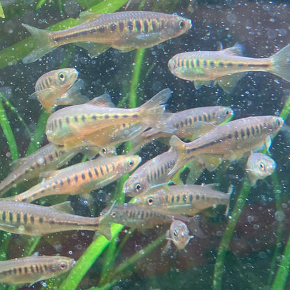 Lake Inle Danio - Inlecypris Auropurpurea