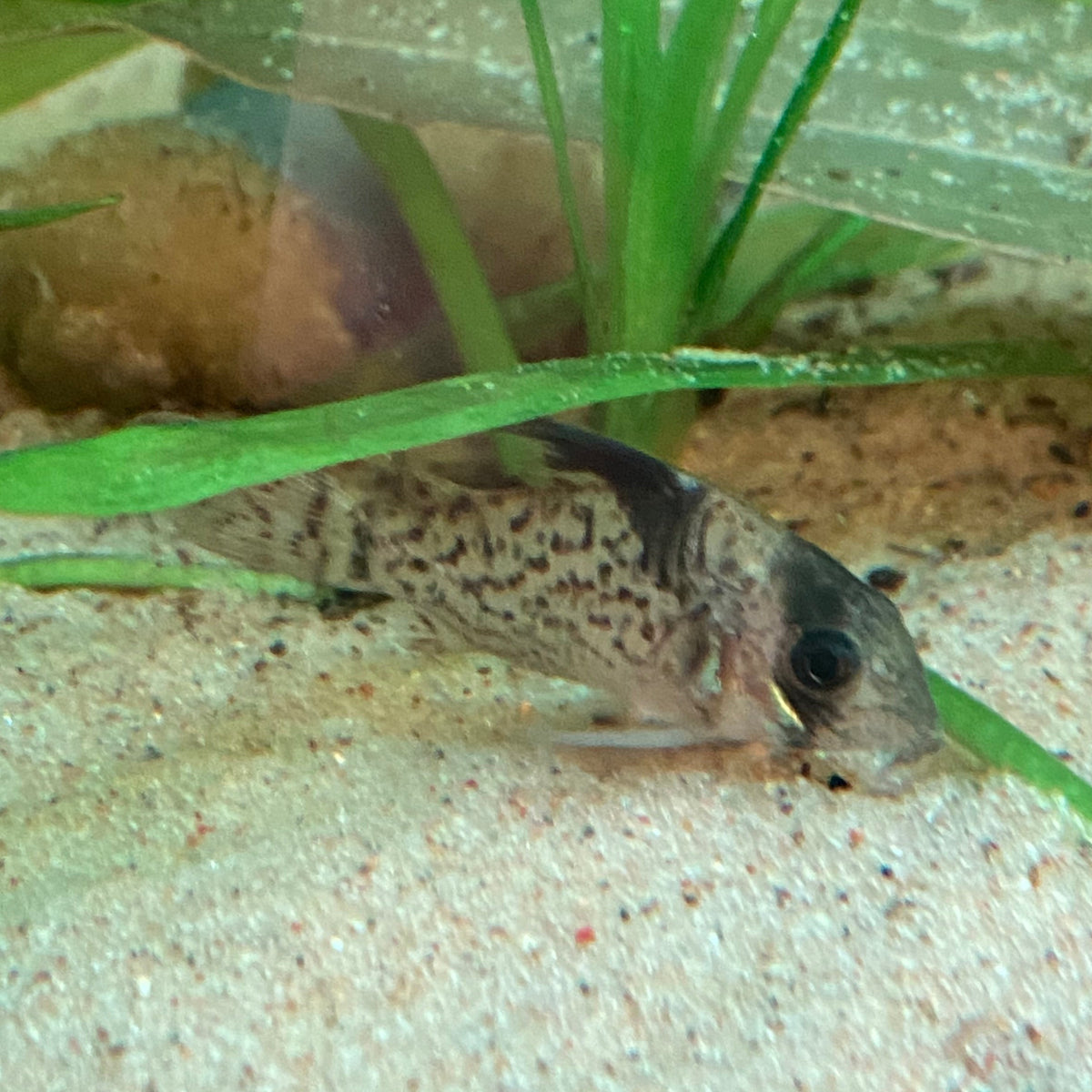 Punctatus Corydora - Corydoras Punctatus