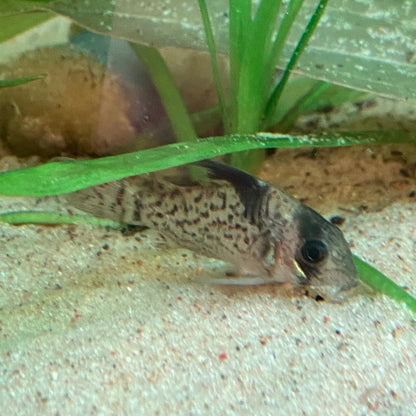 Punctatus Corydora - Corydoras Punctatus
