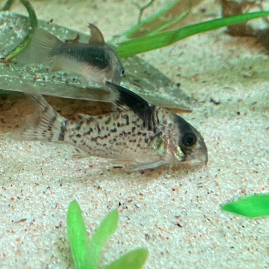 Punctatus Corydora - Corydoras Punctatus