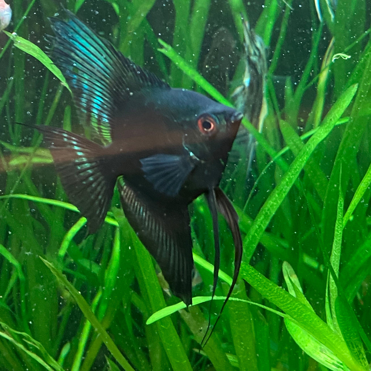 Green Avatar Angelfish