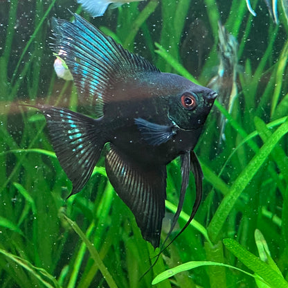 Green Avatar Angelfish
