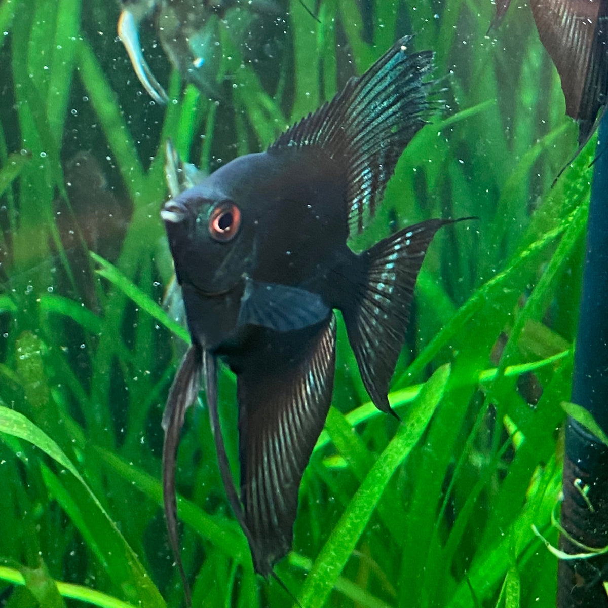 Green Avatar Angelfish