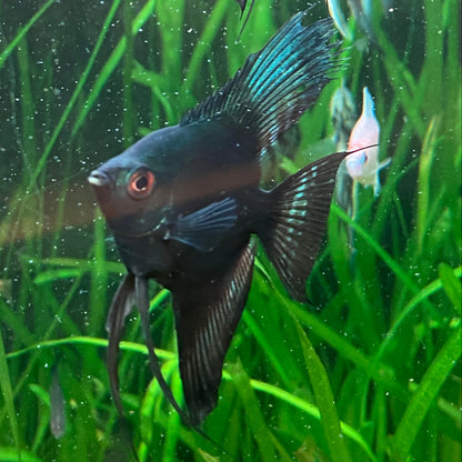 Green Avatar Angelfish