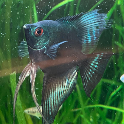 Green Avatar Angelfish