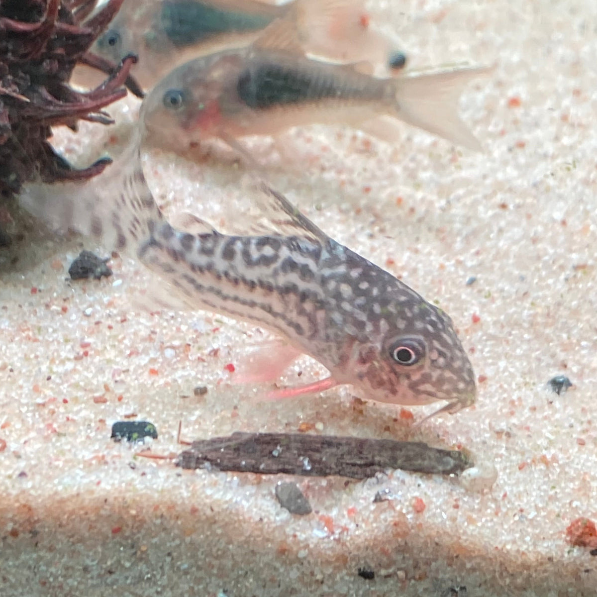 Sterbai Corydora - Corydoras Sterbai