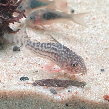 Sterbai Corydora - Corydoras Sterbai