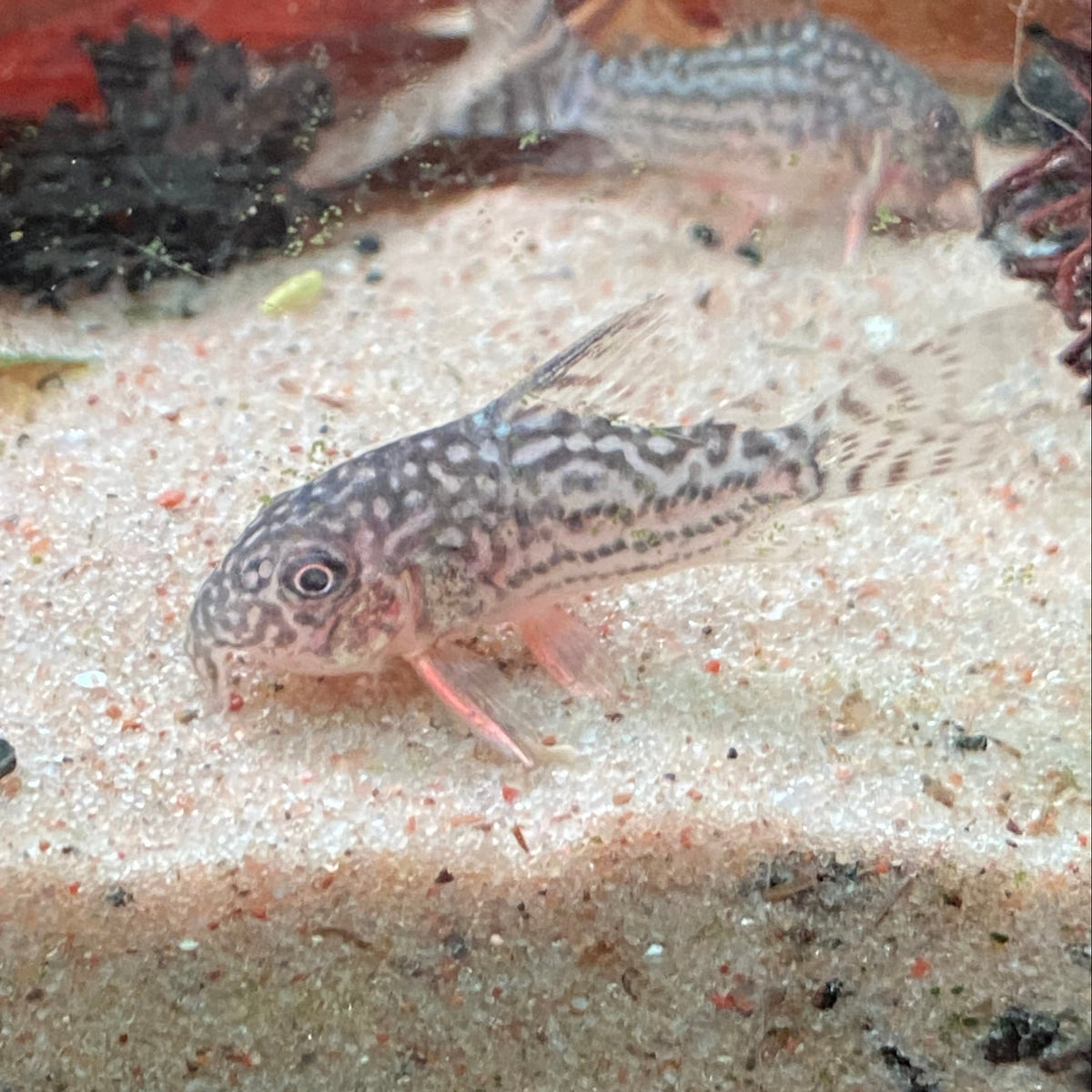 Sterbai Corydora - Corydoras Sterbai