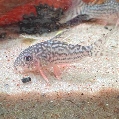 Sterbai Corydora - Corydoras Sterbai