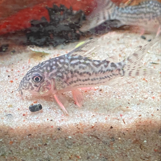 Sterbai Corydora - Corydoras Sterbai
