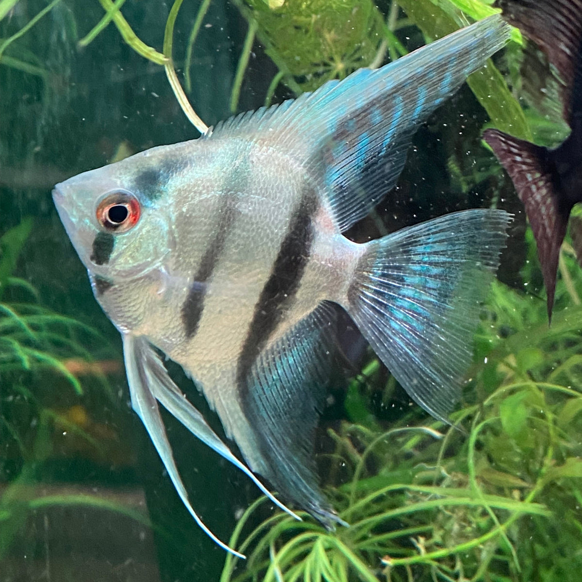 Philippines Blue Angelfish - Pterophyllum Scalare