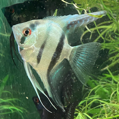 Philippines Blue Angelfish - Pterophyllum Scalare