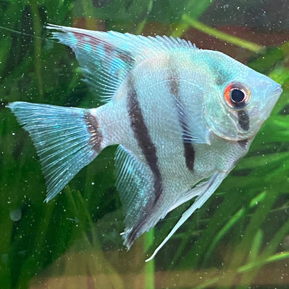 Philippines Blue Angelfish - Pterophyllum Scalare