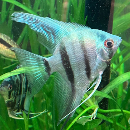 Philippines Blue Angelfish - Pterophyllum Scalare