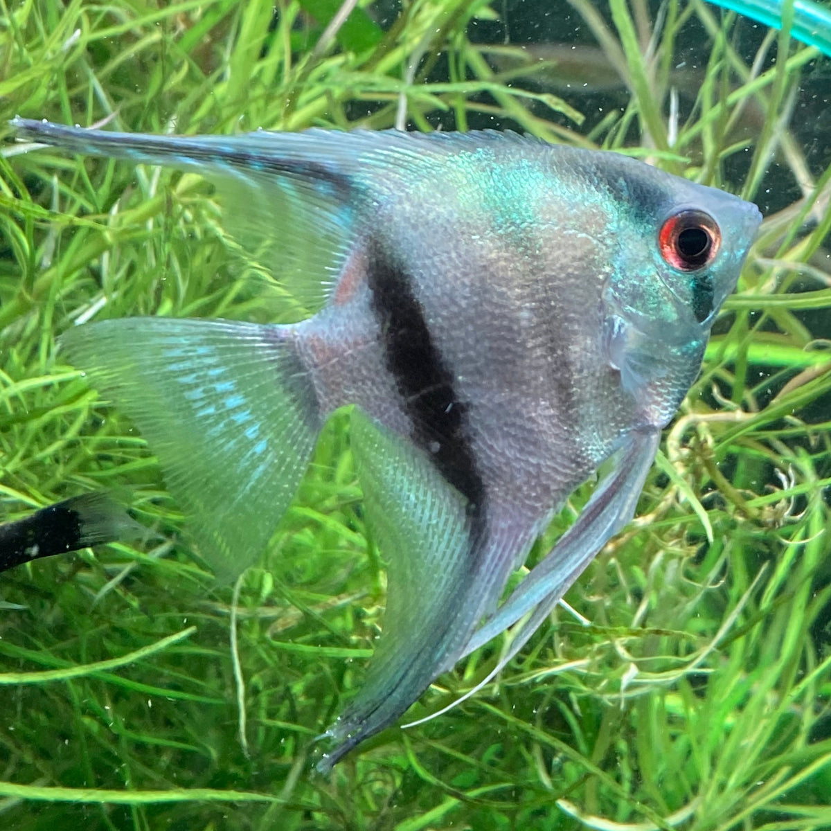 Philippines Blue Angelfish - Pterophyllum Scalare