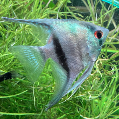 Philippines Blue Angelfish - Pterophyllum Scalare