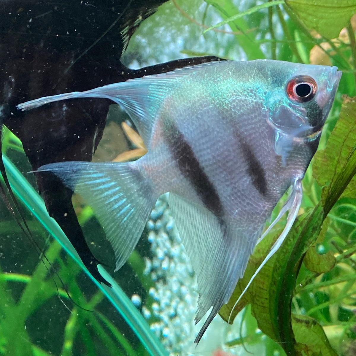 Philippines Blue Angelfish - Pterophyllum Scalare