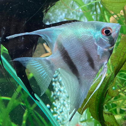 Philippines Blue Angelfish - Pterophyllum Scalare