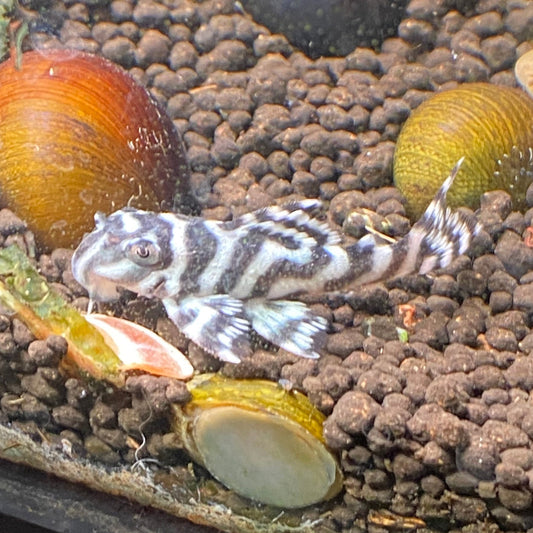 L333 King Tiger Pleco - Hypancistrus sp. L333  (High Grade / Locally Bred)