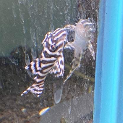 L333 King Tiger Pleco - Hypancistrus sp. L333  (High Grade / Locally Bred)