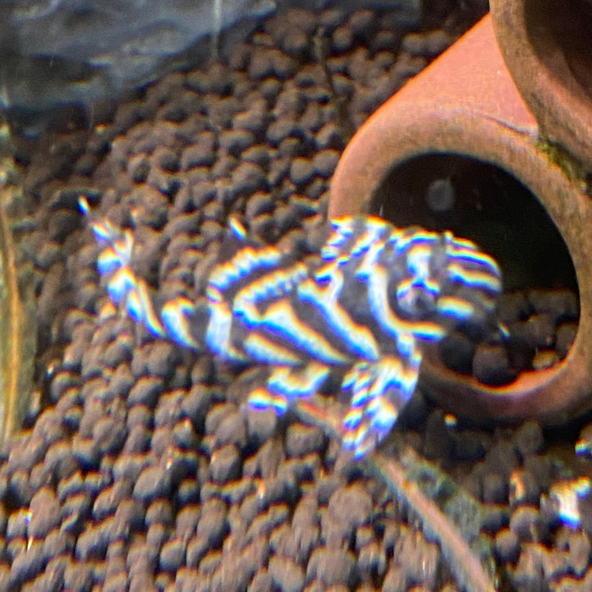 L333 King Tiger Pleco - Hypancistrus sp. L333  (High Grade / Locally Bred)