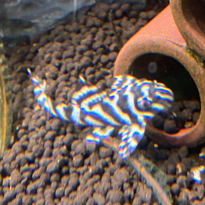 L333 King Tiger Pleco - Hypancistrus sp. L333  (High Grade / Locally Bred)