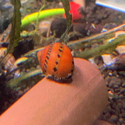 Assorted Nerite Snails - Neritina Natalensis