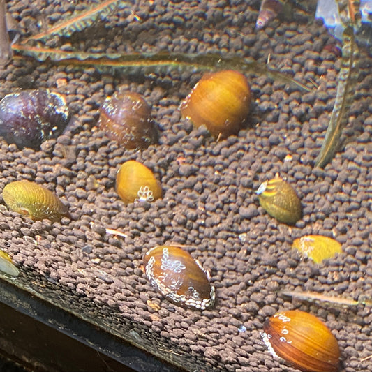 Assorted Nerite Snails - Neritina Natalensis
