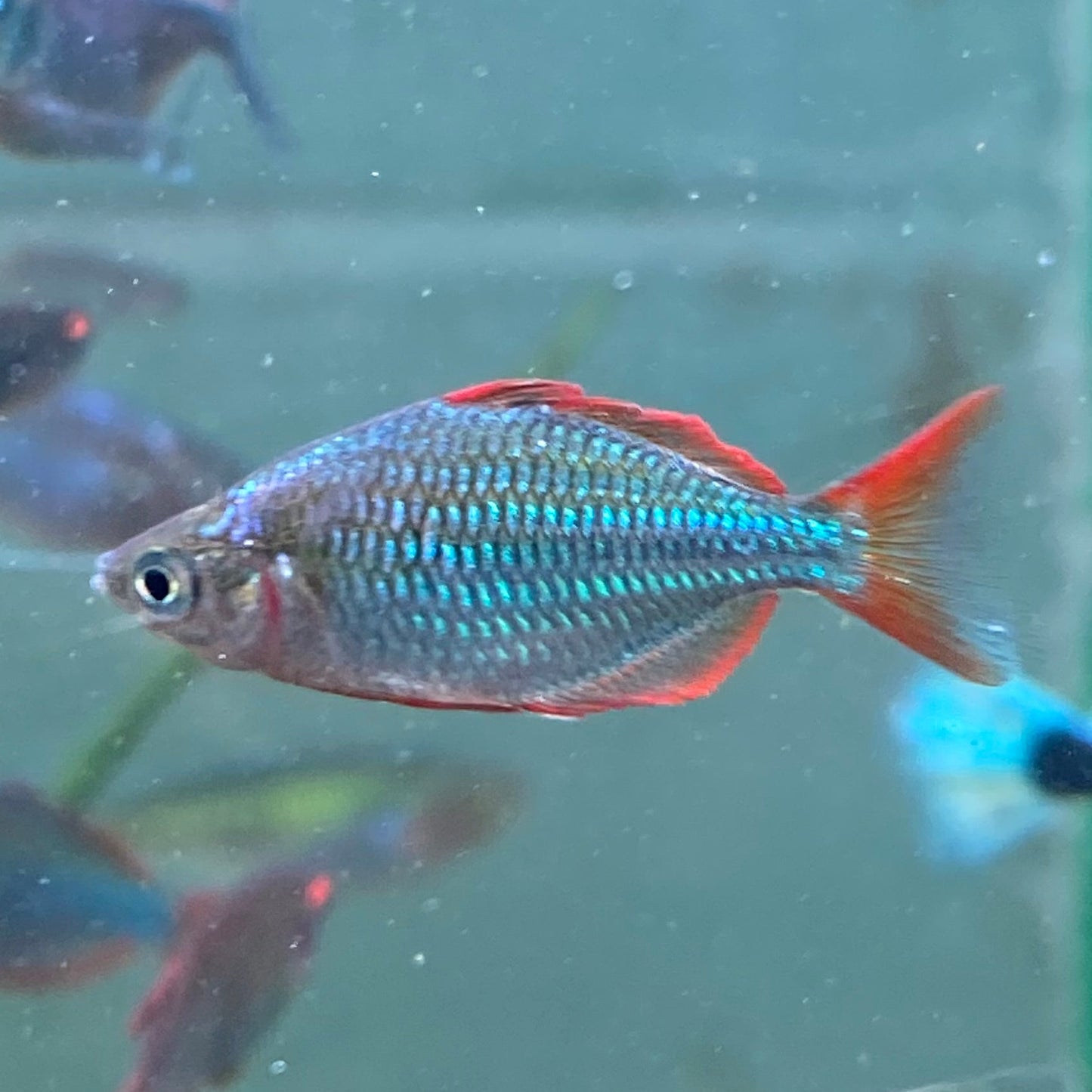 Neon Dwarf Rainbow - Melanotaenia Praecox