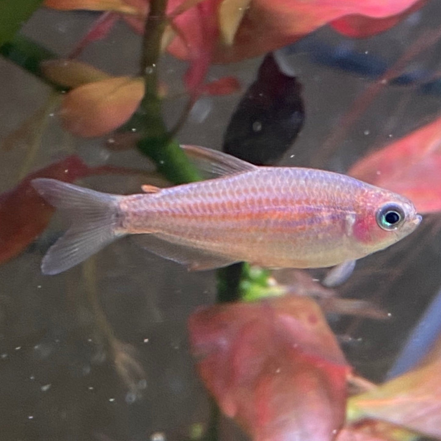 Scratched Kerri Tetra