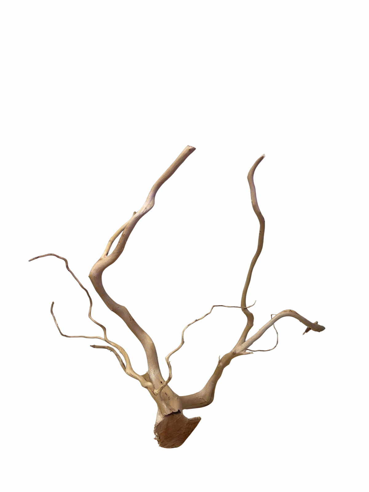 Spiderwood