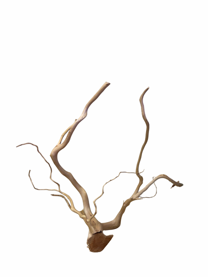 Spiderwood