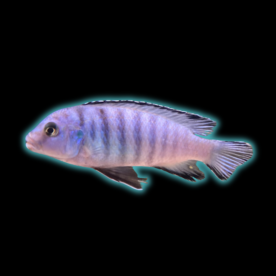 Pseudotropheus Elongatus