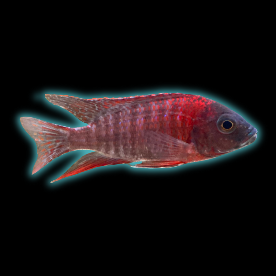 Ruby Red Peacock Cichlid