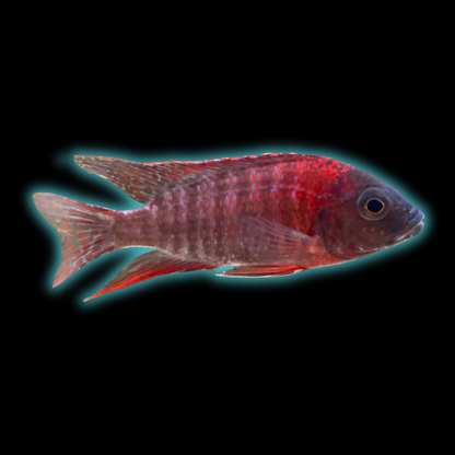 Ruby Red Peacock Cichlid