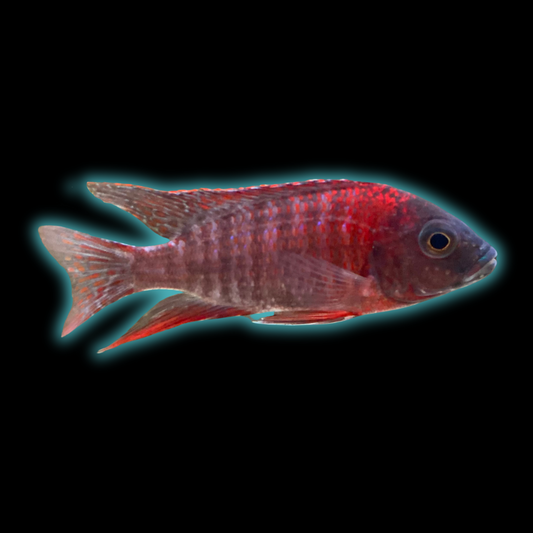 Ruby Red Peacock Cichlid