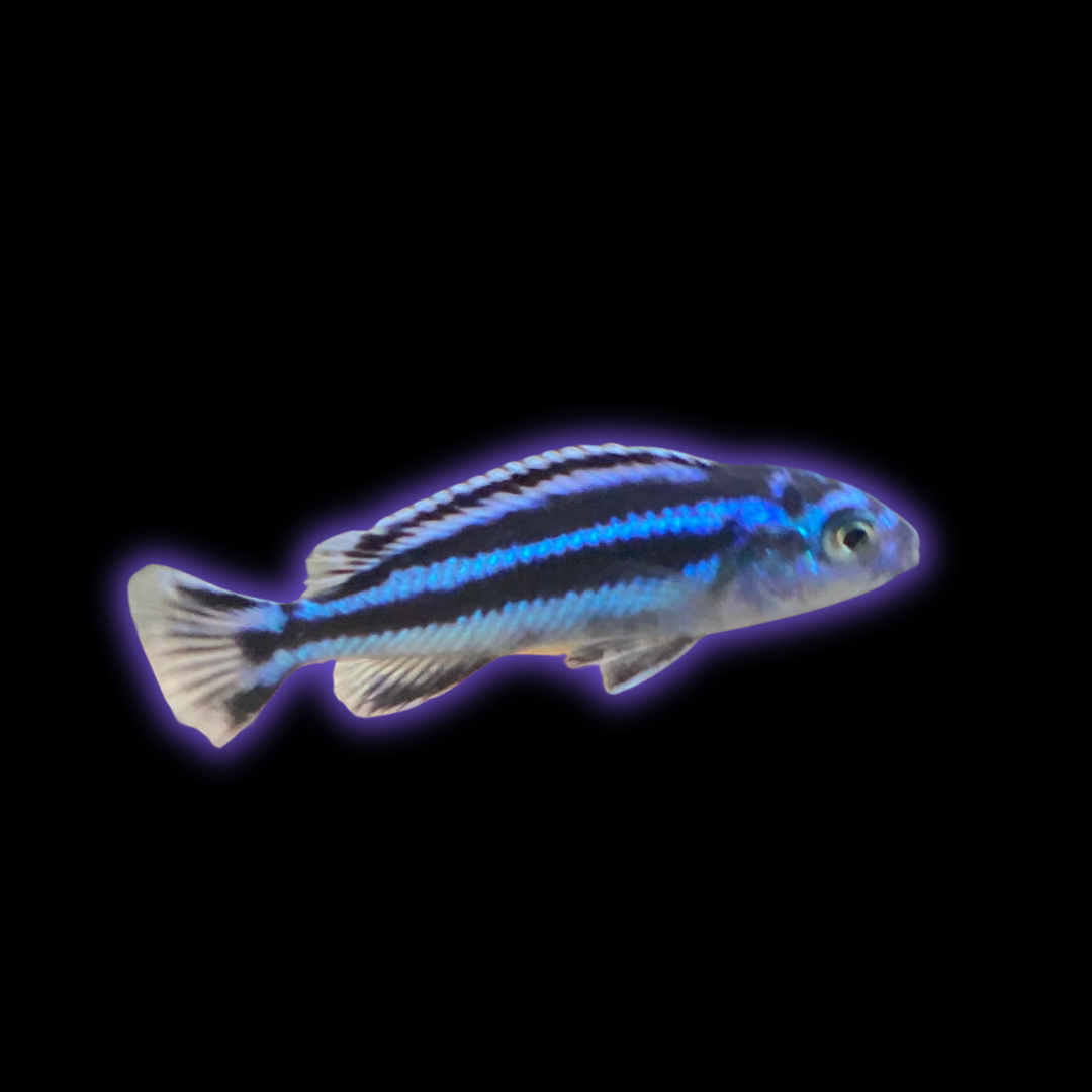Electric Blue Maingano