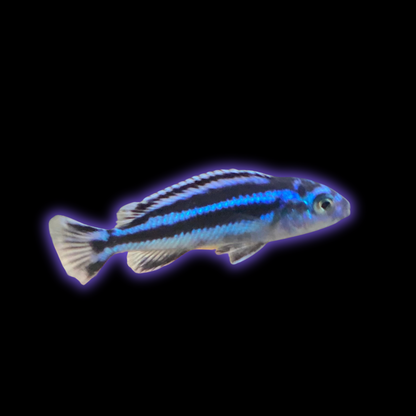 Electric Blue Maingano