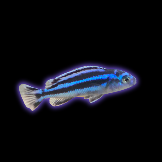 Electric Blue Maingano