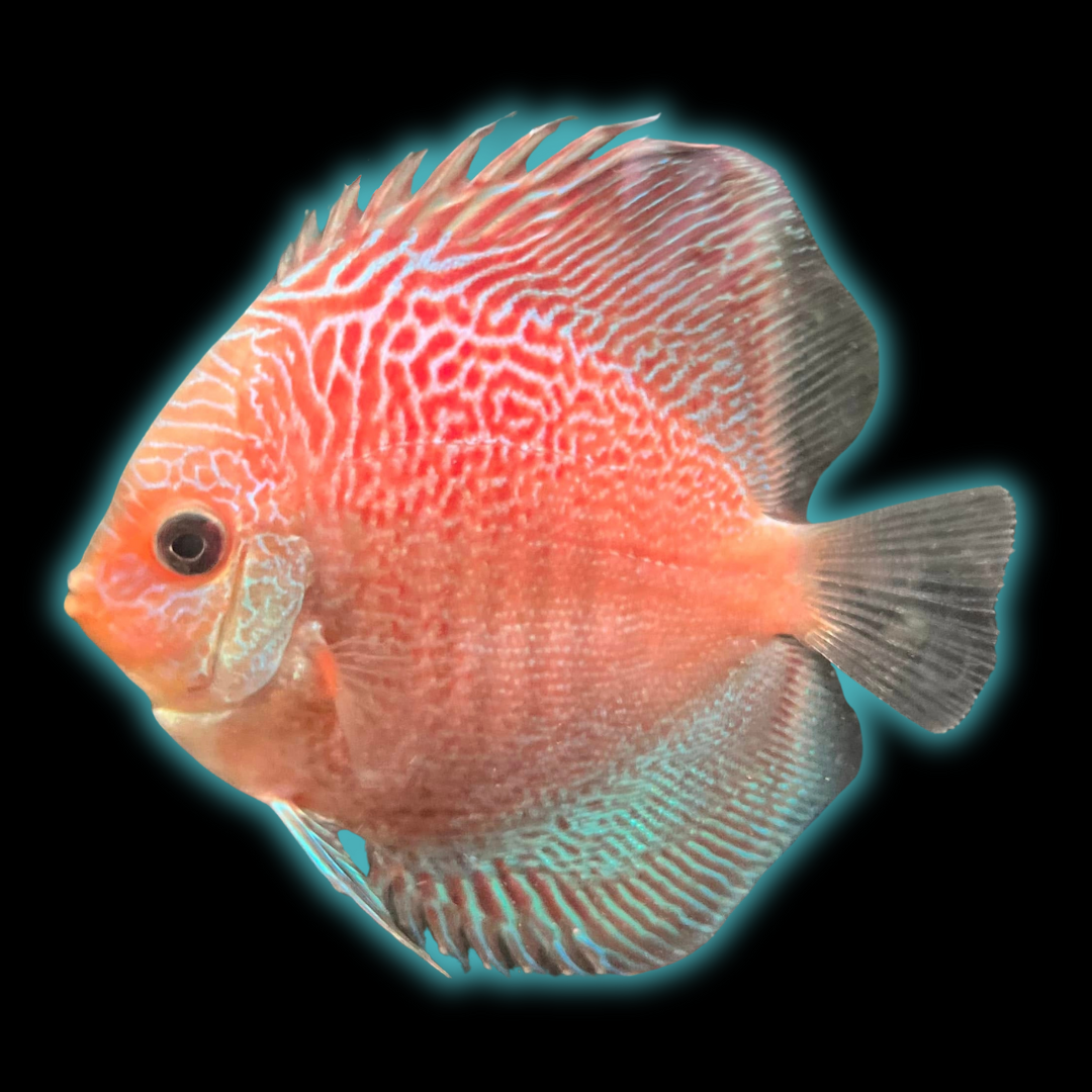 Leopard Snakeskin Discus
