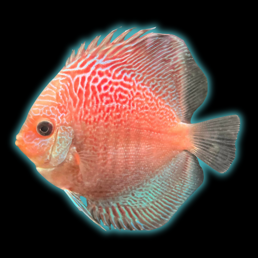 Leopard Snakeskin Discus