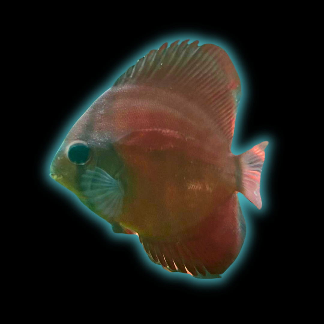 San Merah Discus