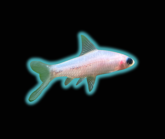 Platinum Torpedo Barb Grade A - Platinum Roseline Shark