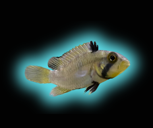 Blue Panda Apistogramma