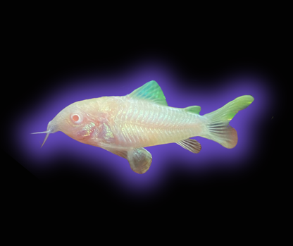 Albino Corydora - Corydoras sp. (Albino)