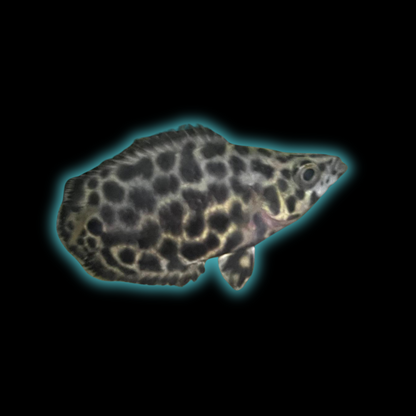 Leopeard Ctenopoma
