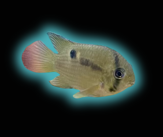 Keyhole Cichlid