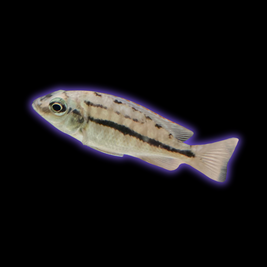 Red Empress Cichlid - Protomelas Taeniolatus
