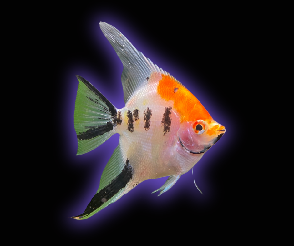 Tri Colour Koi Angelfish - Grade A