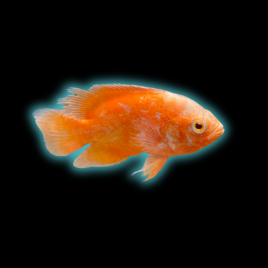 Red Chili Oscar - Astronotus Ocellatus var